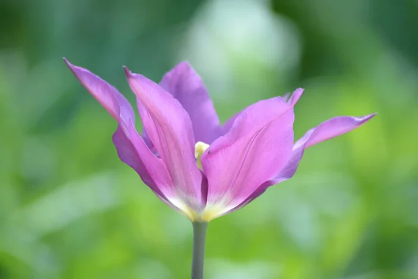 Tulipán Tulipa Violeta Púrpura Jardín Flor Jardín Flores Jardín Jardín —  Fotos de Stock