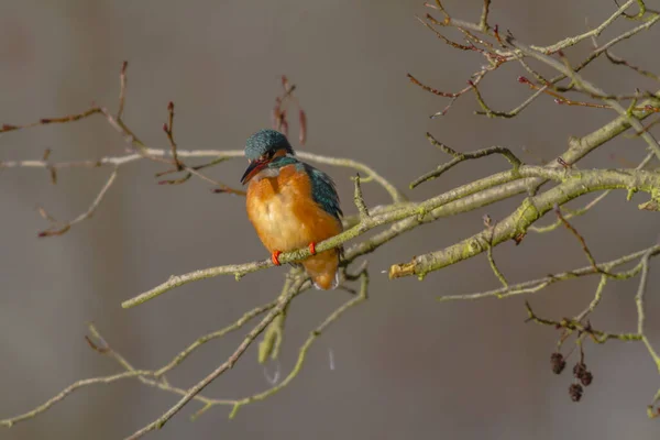 Vista Close Pássaro Kingfisher Vida Selvagem — Fotografia de Stock