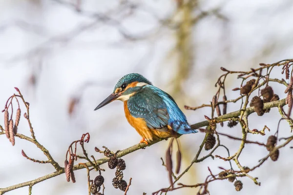 Közelkép Kilátás Kingfisher Madár Vad Élet — Stock Fotó