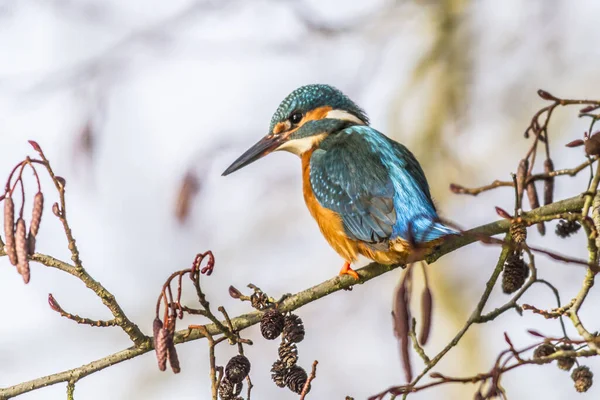 Közelkép Kilátás Kingfisher Madár Vad Élet — Stock Fotó