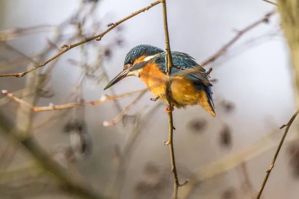 Vista Close Pássaro Kingfisher Vida Selvagem — Fotografia de Stock