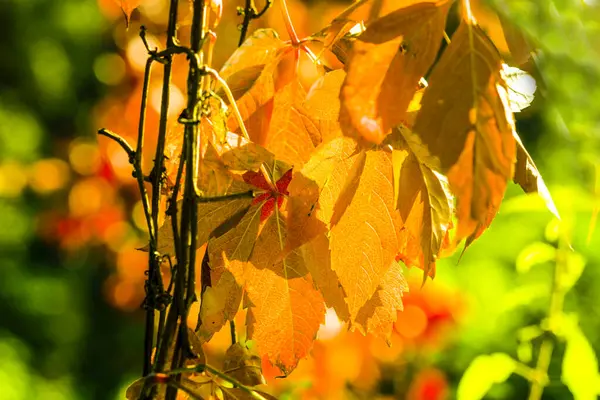 Herfststemming Weide — Stockfoto