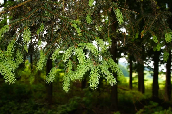 Vacker Natur Landskap Bakgrunden — Stockfoto