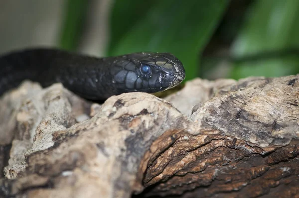 Lapos Szögű Közeli Kép Egy Fekete Marokkói Kobra Serpentes Fekvő — Stock Fotó