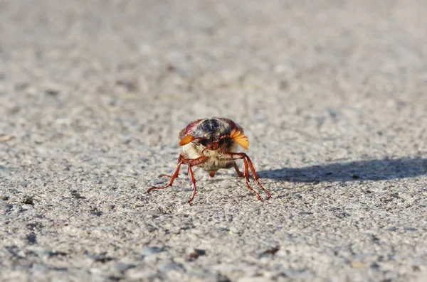 Groupe Fourmis Sur Terrain — Photo