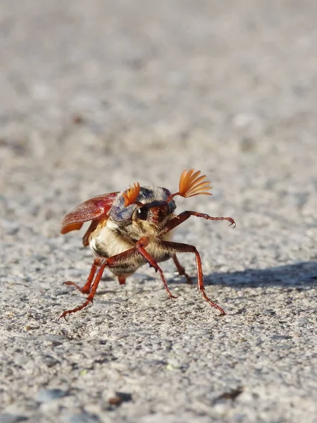 Taniec May Beetle Przed Wyjazdem — Zdjęcie stockowe