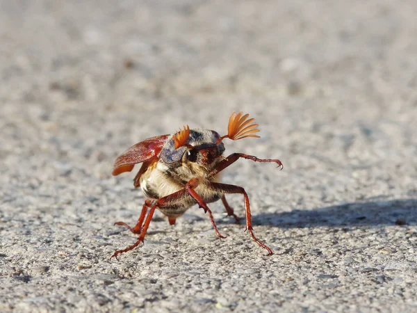 Dancing May Beetle Antes Salida — Foto de Stock