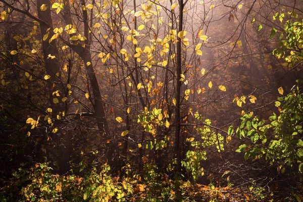 Цветные Листья Светятся Подсветке Осенью — стоковое фото