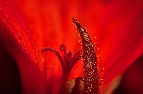 Geranias Flower Flower Red Macro — Stock Photo, Image