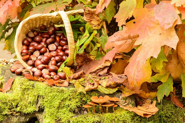 Basket Chestnut Still Life — Stock Photo, Image