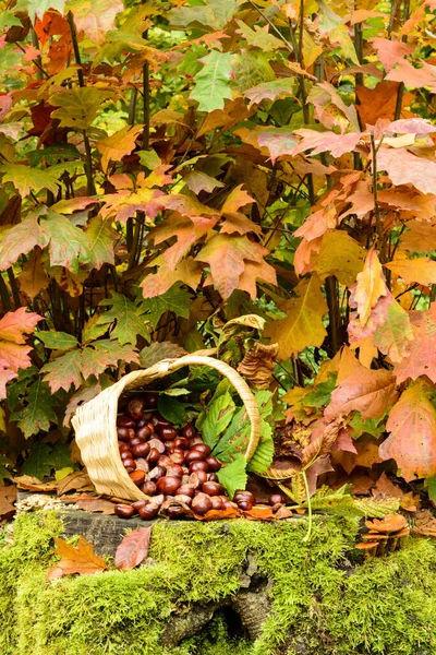 Basket Chestnut Still Life — Stock Photo, Image