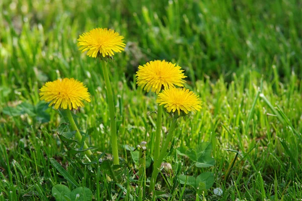 Schöne Aussicht Auf Natürliche Löwenzahnblume — Stockfoto