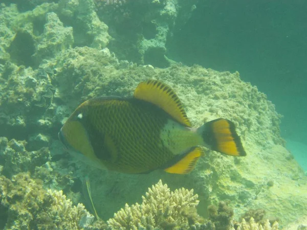 Colorido Pez Marino Dibuja Sus Círculos Con Los Corales —  Fotos de Stock