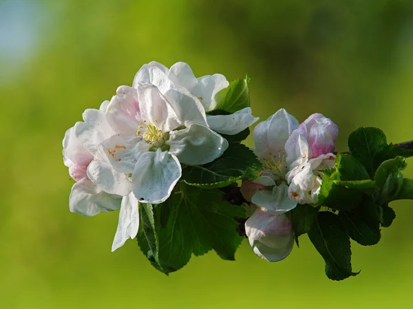 Äppelträd Blommar Blommor — Stockfoto