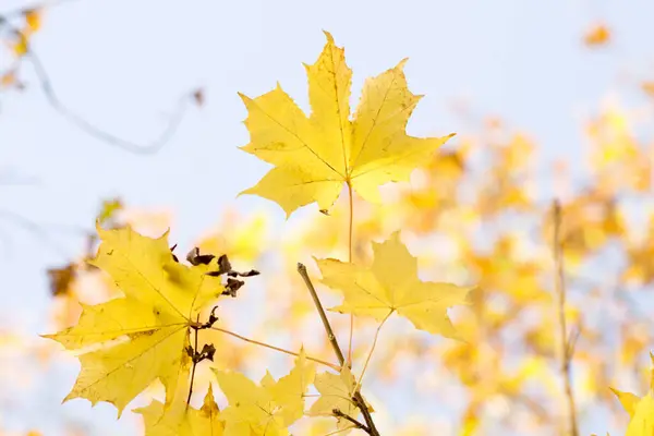 Ηλιόλουστο Φόντο Χρυσά Φύλλα Φθινόπωρο — Φωτογραφία Αρχείου