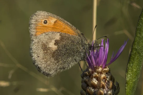 Petit Oiseau Prairie Assis Sur Une Plante — Photo