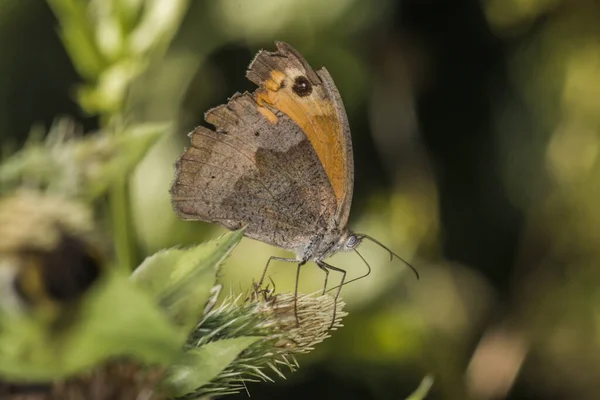 Kleiner Wiesenvogel Sitzt Auf Einer Pflanze — Stockfoto