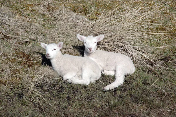 Овцы Ягнята Обочине Дороги Локтя Сильтера — стоковое фото