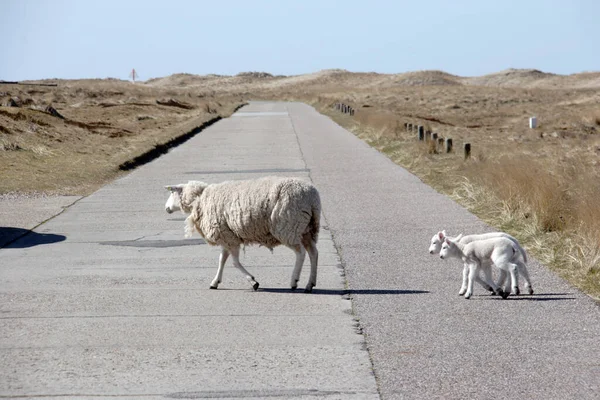 シルター肘の道の脇の羊と子羊 — ストック写真