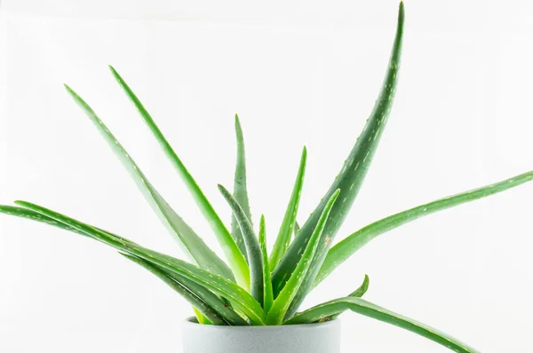 Duża Roślina Aloesu Szarym Garnku — Zdjęcie stockowe