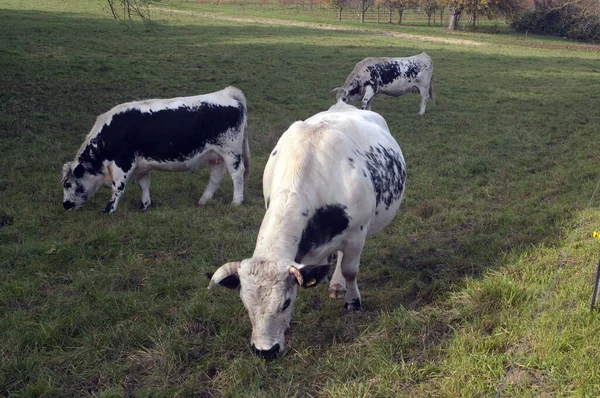 Cows Meadow — Stock Photo, Image