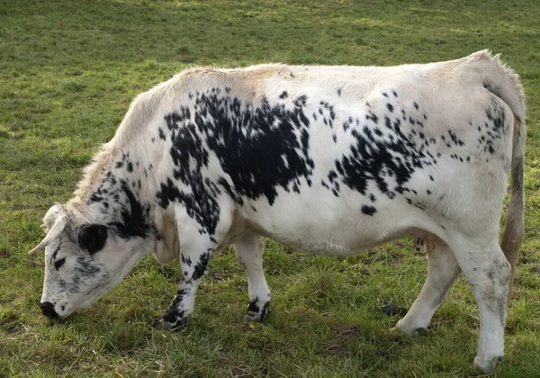 Une Vache Dans Champ — Photo