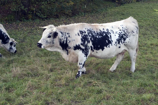 Koe Het Veld — Stockfoto