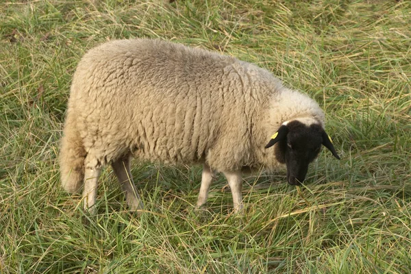 Rhoen Sheep Ark Yard Ohrožený — Stock fotografie