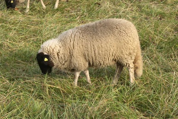 Owce Rhoen Arka Yard Zagrożone — Zdjęcie stockowe