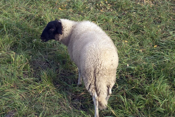 Rhoen Sheep Arca Yard Ameaçada — Fotografia de Stock