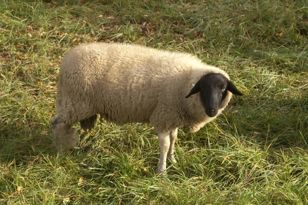 Rhoen Sheep Ark Yard Minacciato — Foto Stock