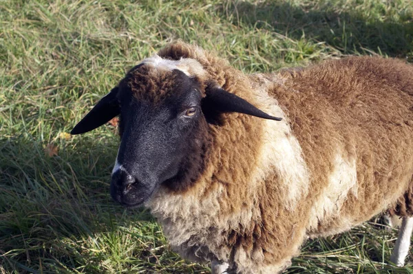 Rhoen Sheep Ark Yard Threatened — Stock Photo, Image