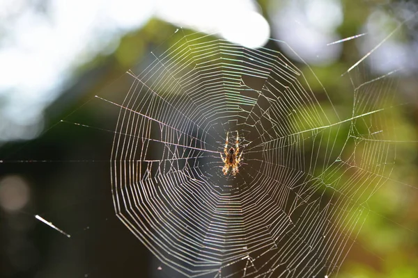 Araignée Dans Toile — Photo