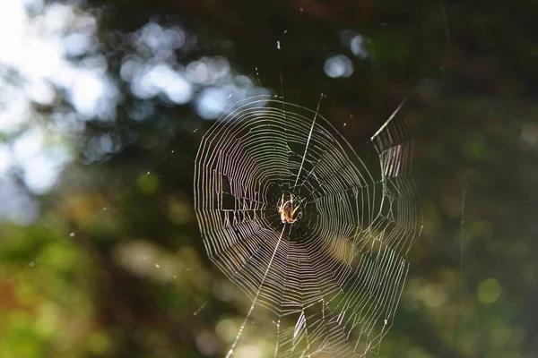 蜘蛛网里的蜘蛛 — 图库照片