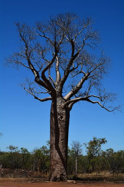 나무들은 킴벌리 지역에 있습니다 나무는 300 리터의 병처럼 줄기에 수있다 — 스톡 사진