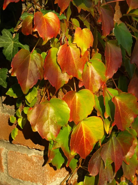 Leaves Wild Wine Autumn Light — Stock Photo, Image