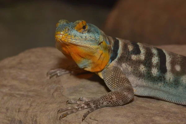 Iguana Selvatica Animale Rettiliano — Foto Stock