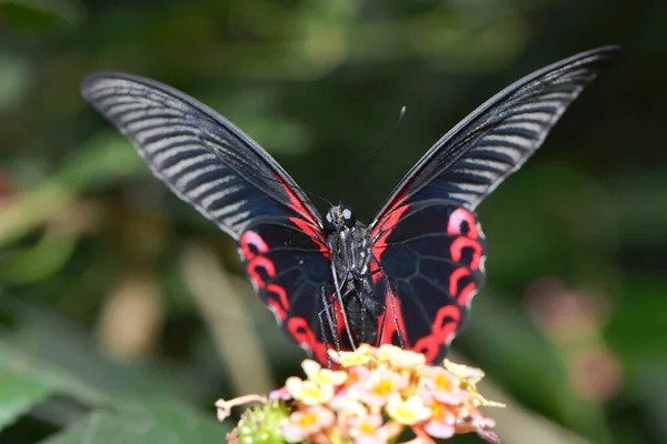 Mały Motyl Kwiatach Koncepcja Dzikości — Zdjęcie stockowe