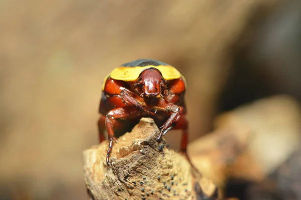 Escarabajo Floral Insecto —  Fotos de Stock