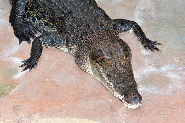 Crocodile Dans Zoo — Photo