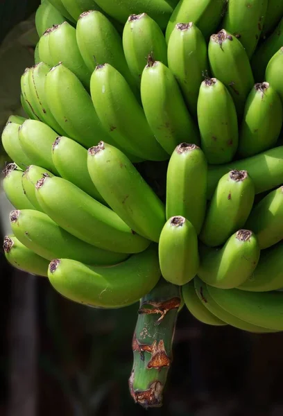 Bananenstrauß Auf Dem Grünen Baum — Stockfoto