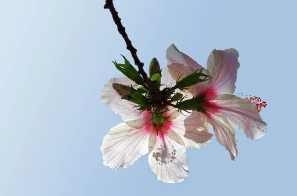 Malebné Krásné Barevné Ibišku Květ — Stock fotografie