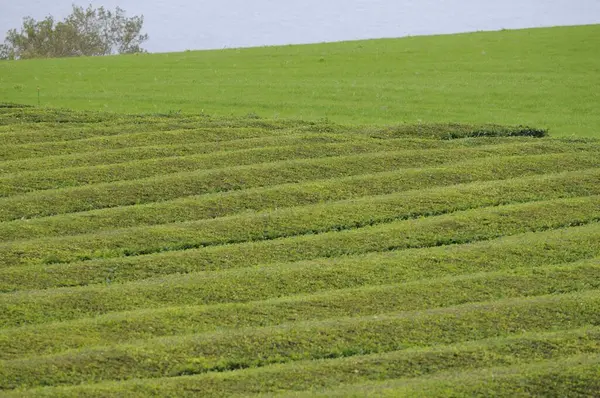 Campos Plantaciones Agrícolas — Foto de Stock