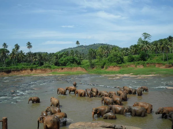 Elefantes Africanos Vida Silvestre —  Fotos de Stock