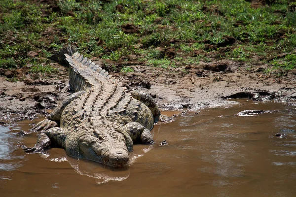 Krokodil Het Water — Stockfoto