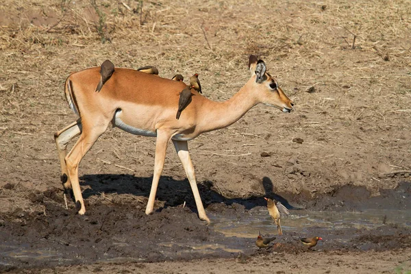 Dois Jovens Impala Masculino Feminino Parque Nacional Etosha Namibia — Fotografia de Stock
