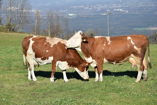 Bovins Samerberg Vaches Ferme — Photo