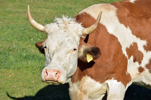 Bydło Samerberg Krowy Hodowlane — Zdjęcie stockowe