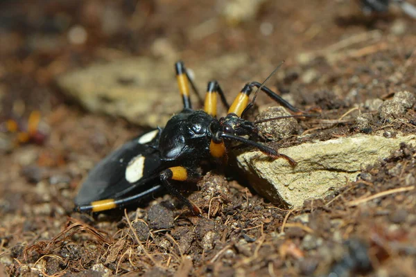 Close Van Een Insect Wilde Natuur — Stockfoto