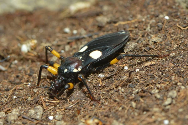 Nahaufnahme Von Wanzen Der Wilden Natur — Stockfoto